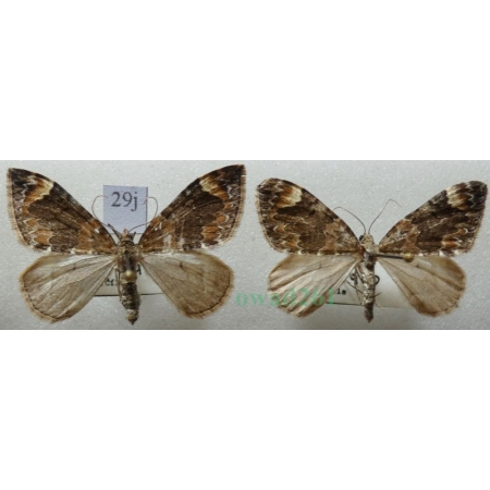 Dysstroma citrata (Linnaeus, 1761) pair Paśnik cytryniak Czech29j